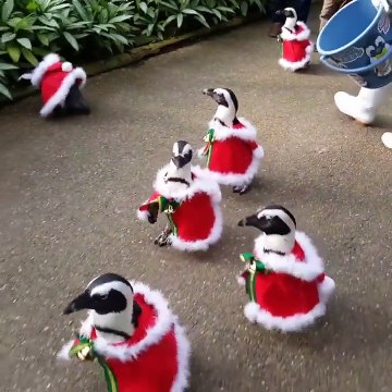 Des pingouins déguisés en père noels !
