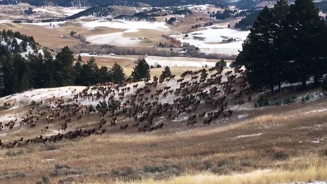 Un troupeau de centaines de rennes du père noel !