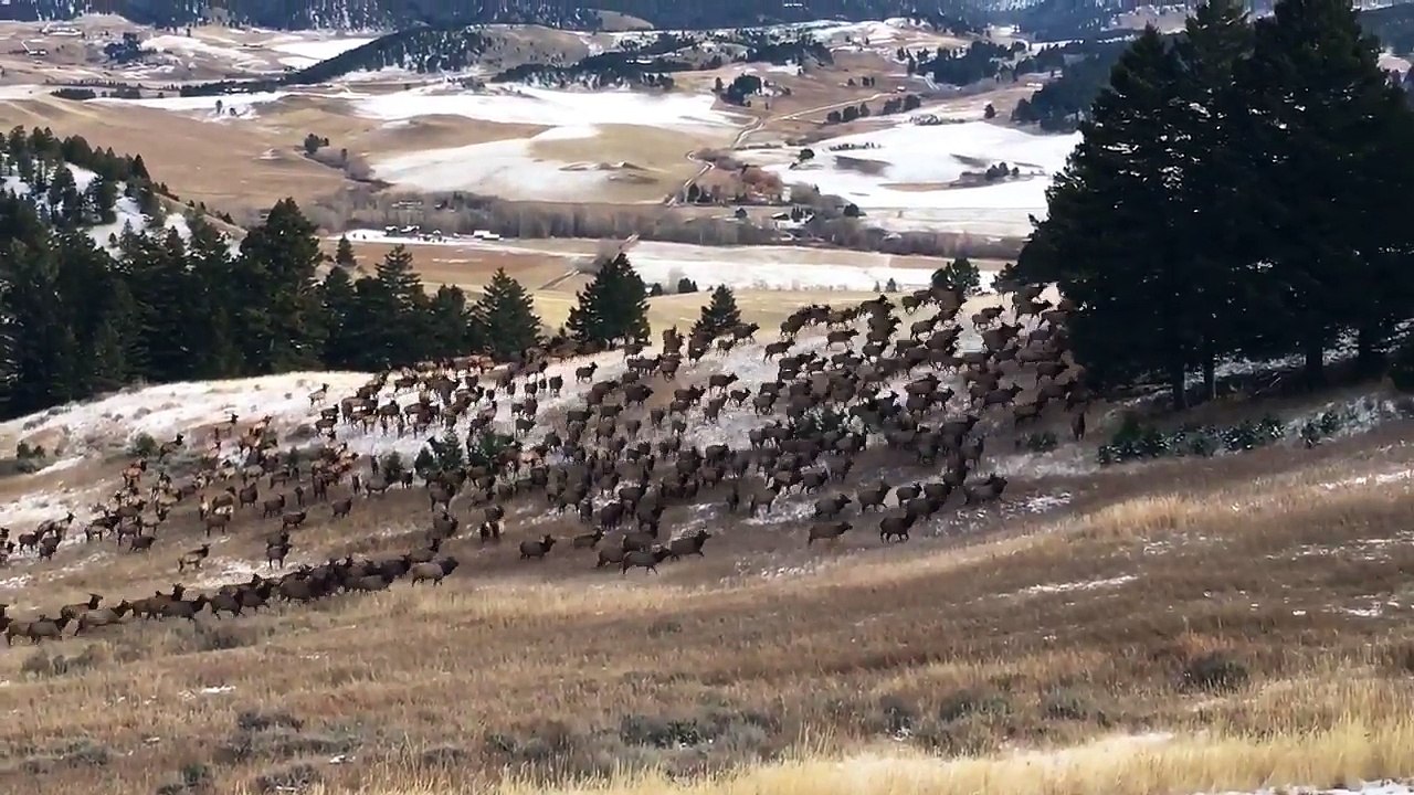Un troupeau de centaines de rennes du père noel !