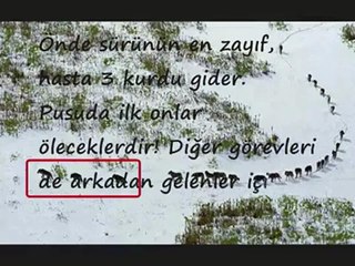 Doğadaki Liderlik Anlayışı (Kurt Taktiği)