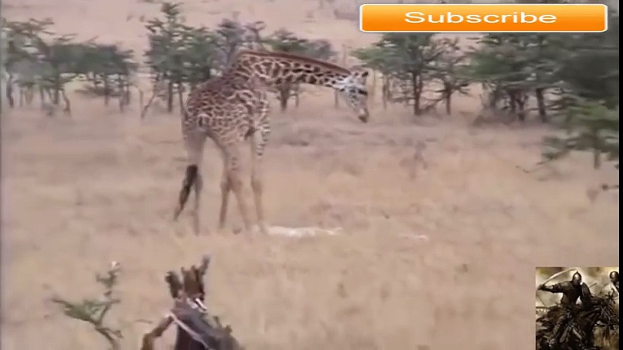 animals killed lion_3