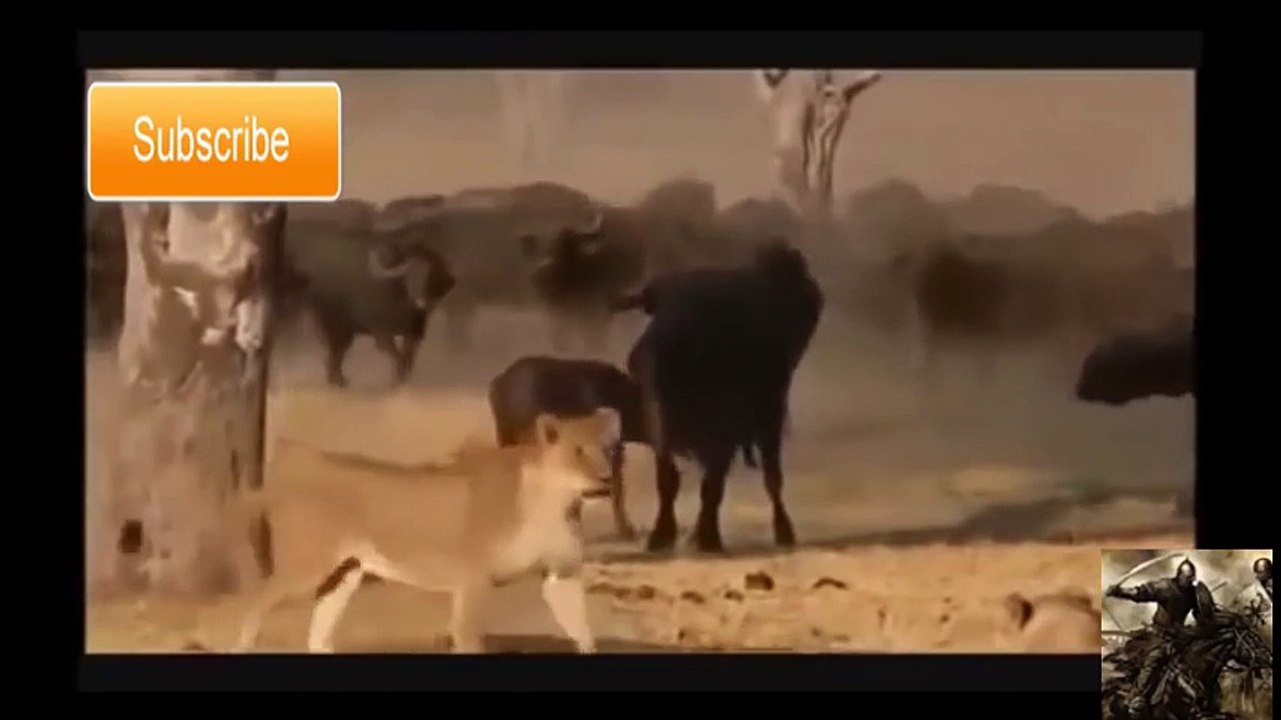 animals killed lion_8