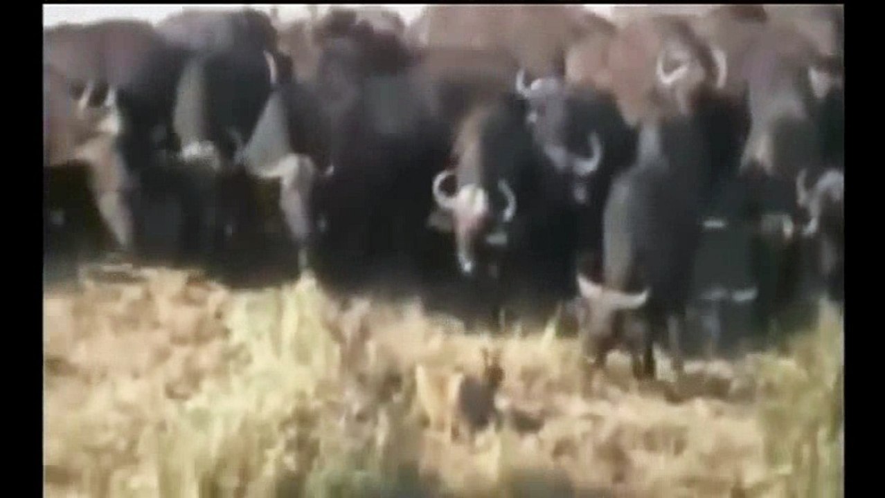 animals- buffalo -funny_7