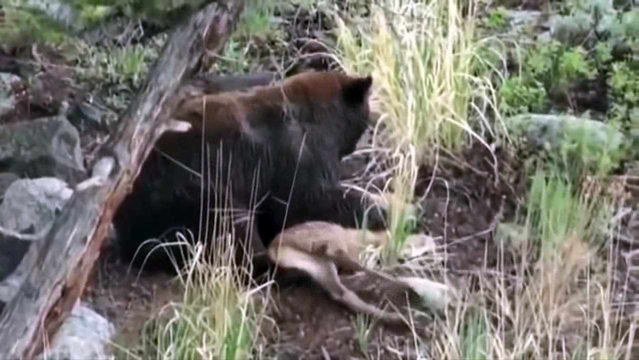 animals- buffalo -funny_17