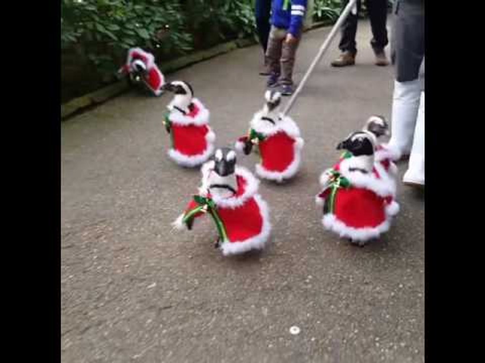 Japanese Park Dresses Penguins in Adorable Santa Costumes
