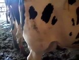 Un abcès dégueulasse sur une vache