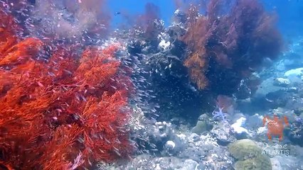 Deniz Canlılarının Su Altındaki Büyüleyici Dünyasına Yolculuk