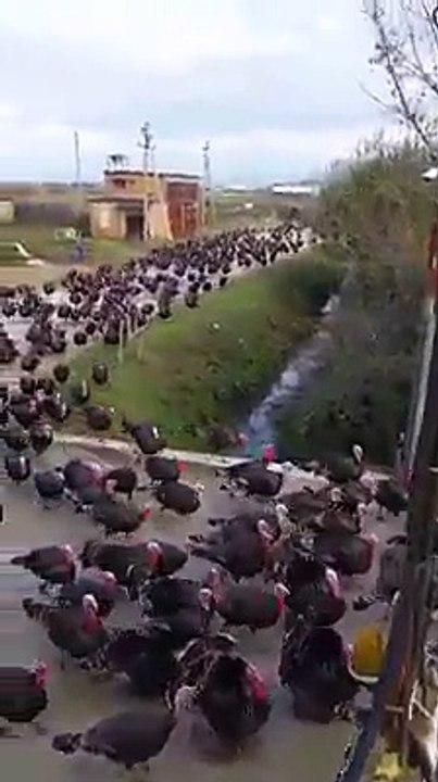 A Revolta dos Perús