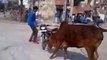 FUNNY VIDEO Pride of Cows appeared | what would you do if someone in a position like this?
