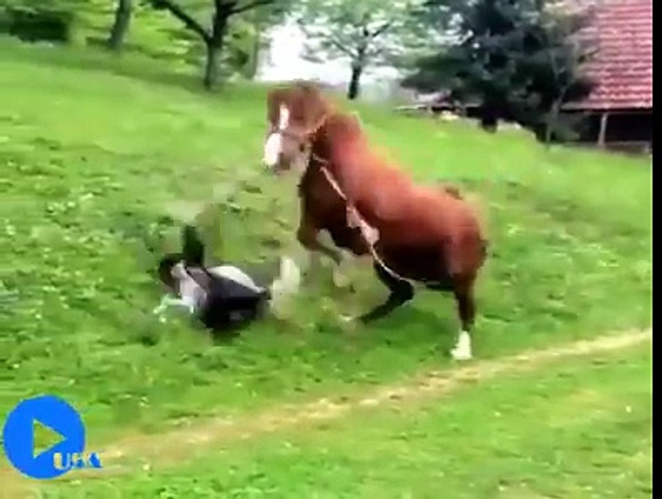 funny animals