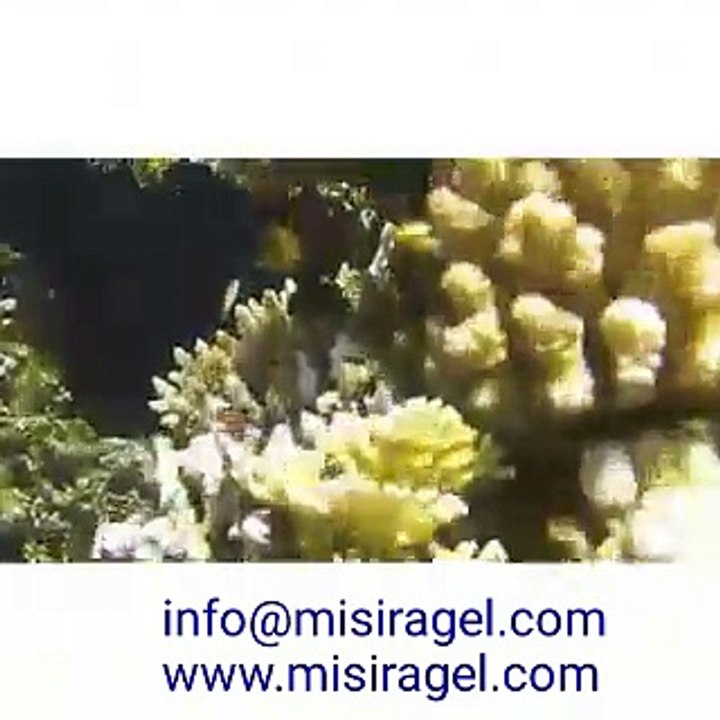 Şarm El Şeyh,MISIR, Tatil,Yurtdışı, www.misiragel.com ,Sharm El Sheikh Otelleri , Mısır,Sharm El Sheikh ,Mısır Otelleri ,Mısır Otel Fiyatları,Sharm El Sheikh ve Kahire Gezi Rehberi ,Yurtdışı Tur Fırsatları,Yurtdışı Tur