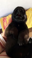 BB malinois qui sourit