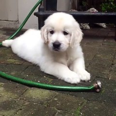 Coisas Random - luta com cobra feroz