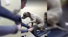 Il cane è dal veterinario: Non crederete a ciò che accade quando arriva il suo turno
