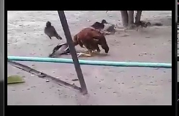 Junco Vs Chicken Fights on Ground