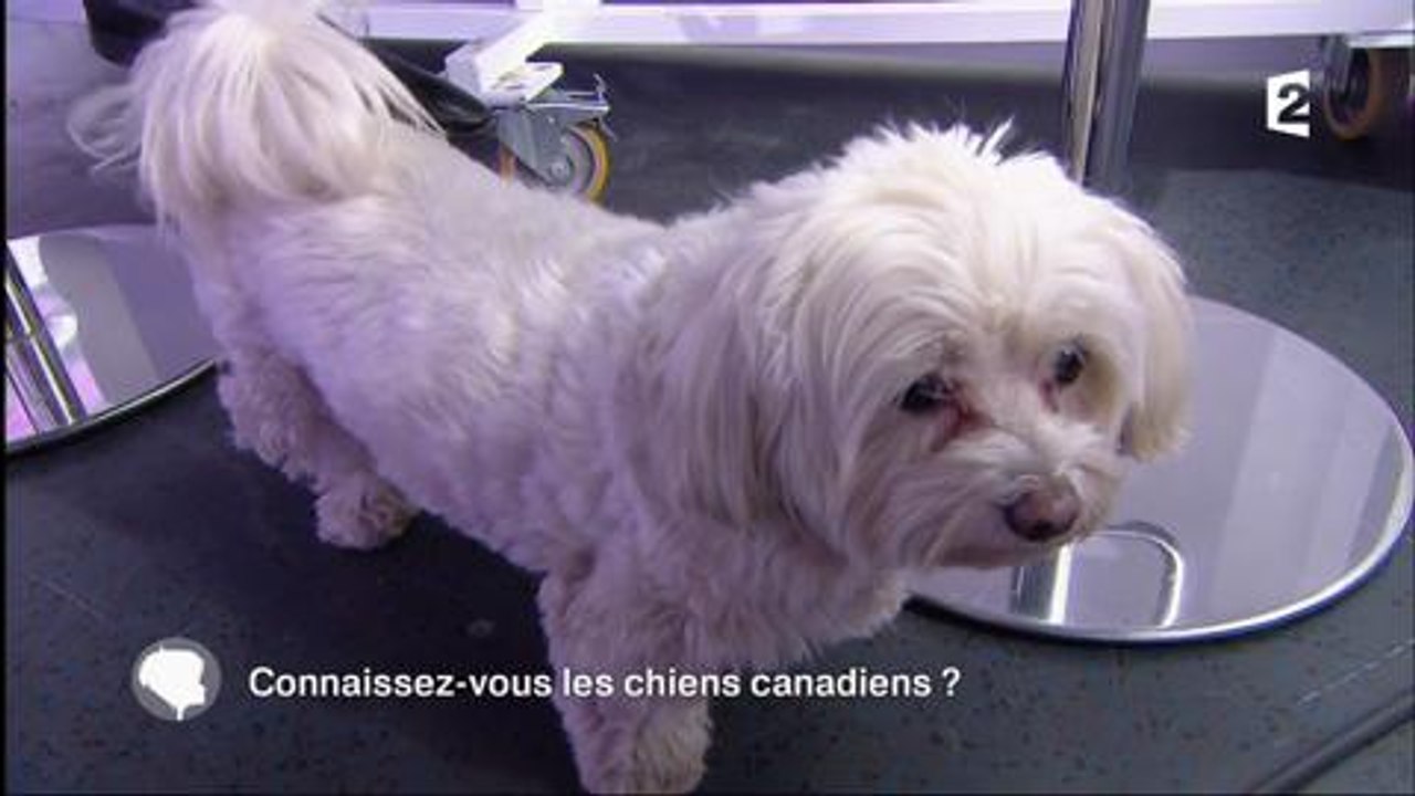 C'est au programme : La chienne de Sophie Davant courageuse, pas téméraire, reste planquée , ven 9 déc