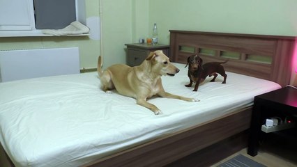 Il Letto è Da Rifare: Il Modo In Cui Ne Approfittano LORO, Vi Farà Impazzire!