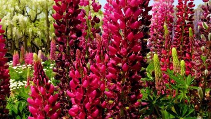 Manuka   classical Chinese music Silent Moon