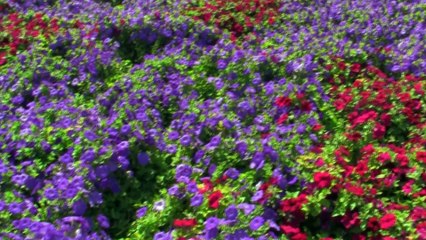 Miracle Garden Dubai