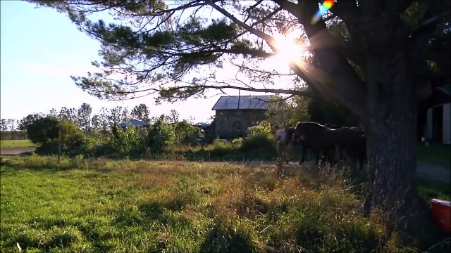 Horses for Kids - More Horse Videos for Children - Pictures of Animals