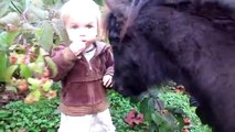 Mini Horses and Shetland Pony Videos for Kids - Miniature Horses and Real Ponies Playing