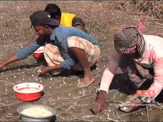 শরীয়তপুরে প্রাকৃতিক দুর্যোগে নষ্ট বিস্তীর্ণ এলাকার ফসল