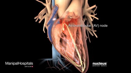 Understanding The Electrical Problem In Atrial Fibrillation – CureMed Assist – Medical Tourism Company