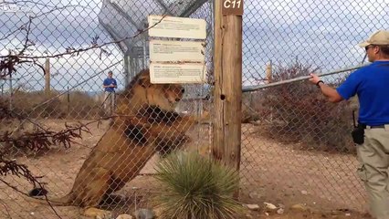 Ce lion effraie un gardien du zoo