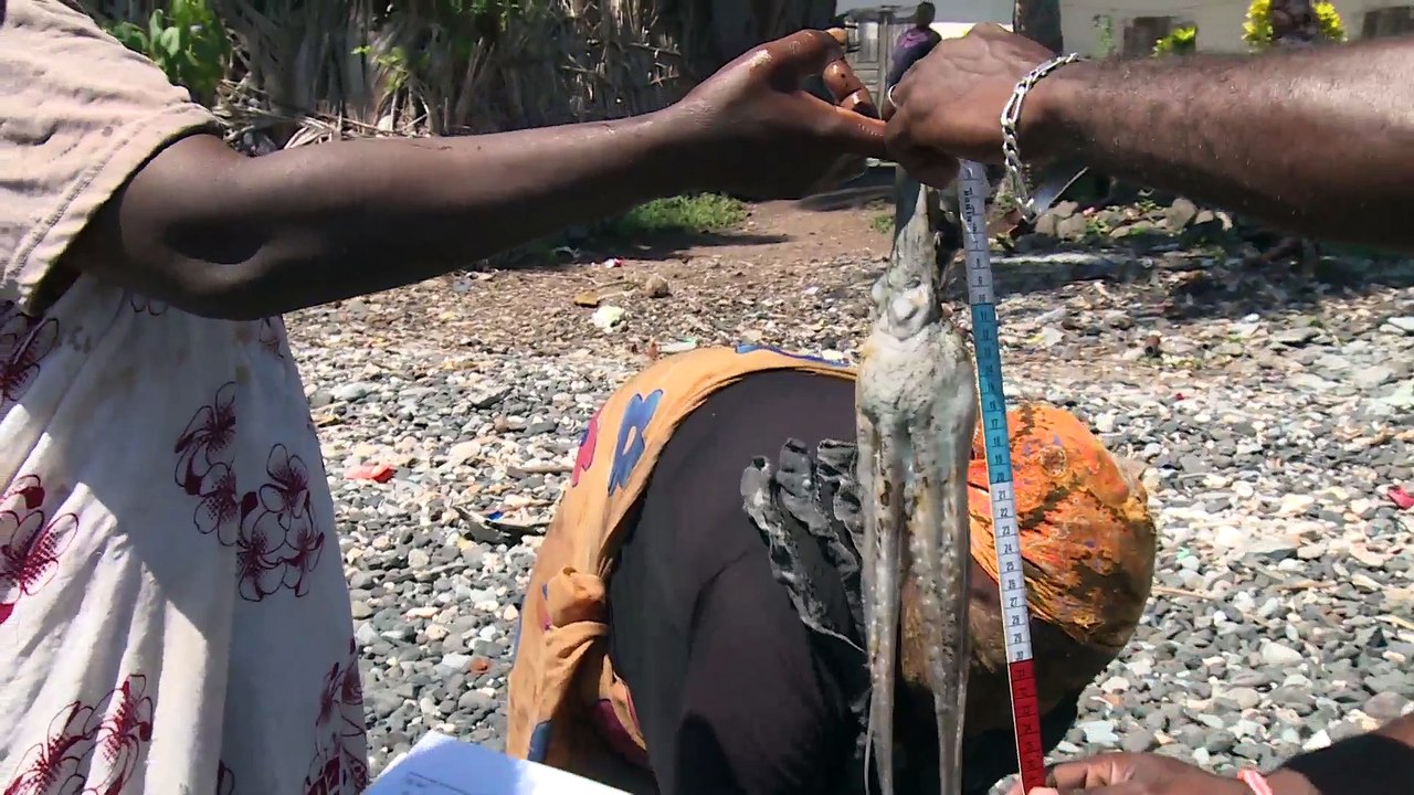 Pour une pêche durable du poulpe à Mayotte - Shimaore