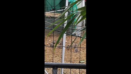 Dottignies: invasion de rats à la Rouge-Croix