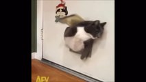 VIDEO LUCU Hewan paling menggemaskan | Funny Animal Compilation