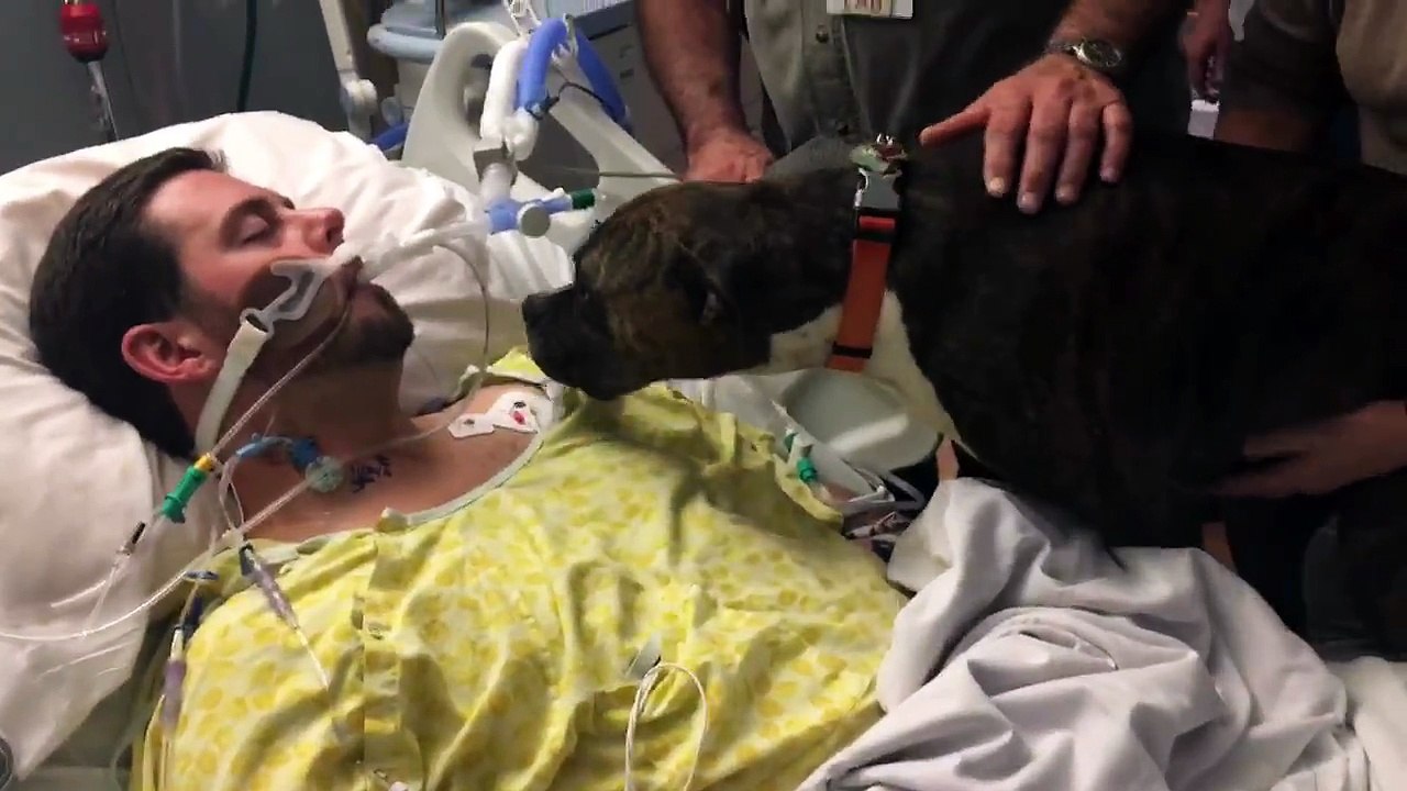 Heartbreaking Moment Dog Gets To 'Say Goodbye' To Dying Owner In Hospital