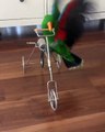 Un oiseau fait du vélo