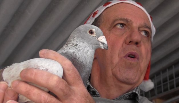 Des pigeons voyageurs pour le Père Noël