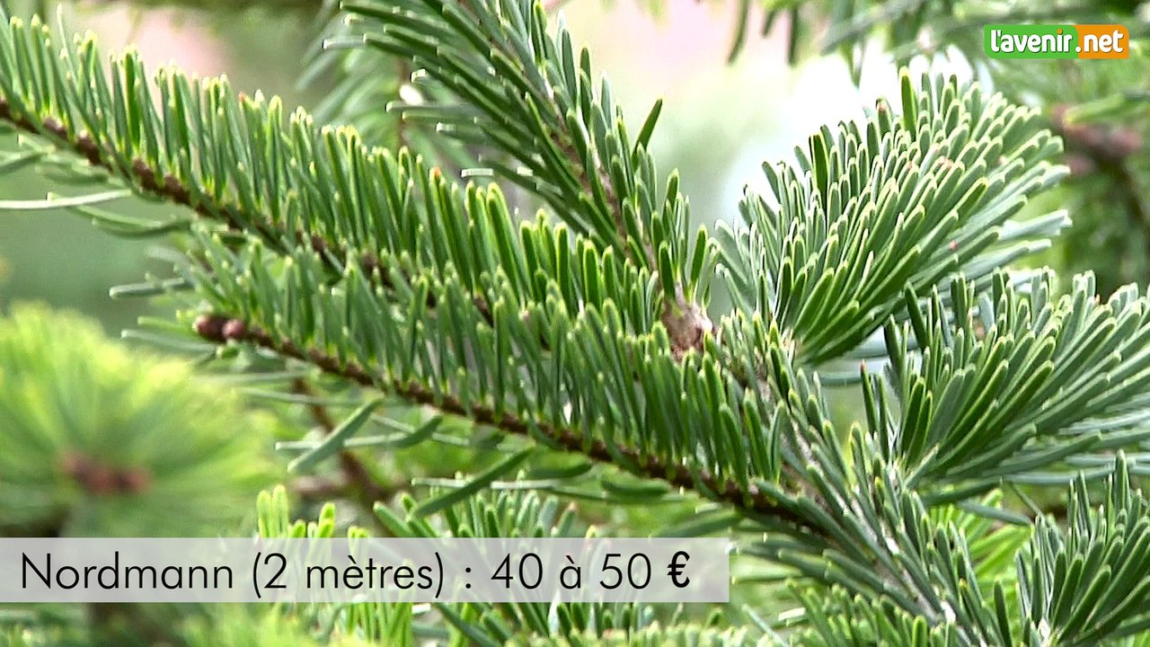 L'Avenir - Nos conceils pour bien choisir votre sapin de Noël