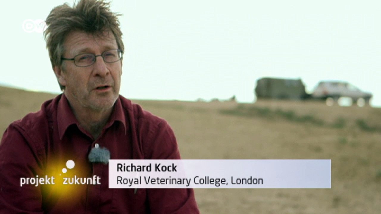 Einzigartig und kurios: die Saiga-Antilope | Projekt Zukunft