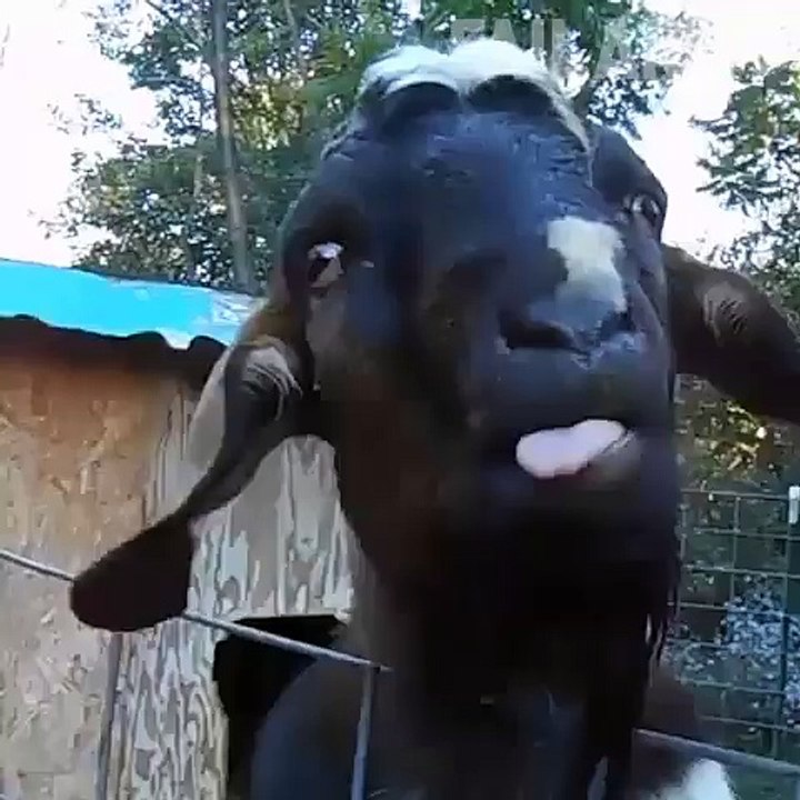 funny goat