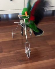 Un oiseau fait du vélo !
