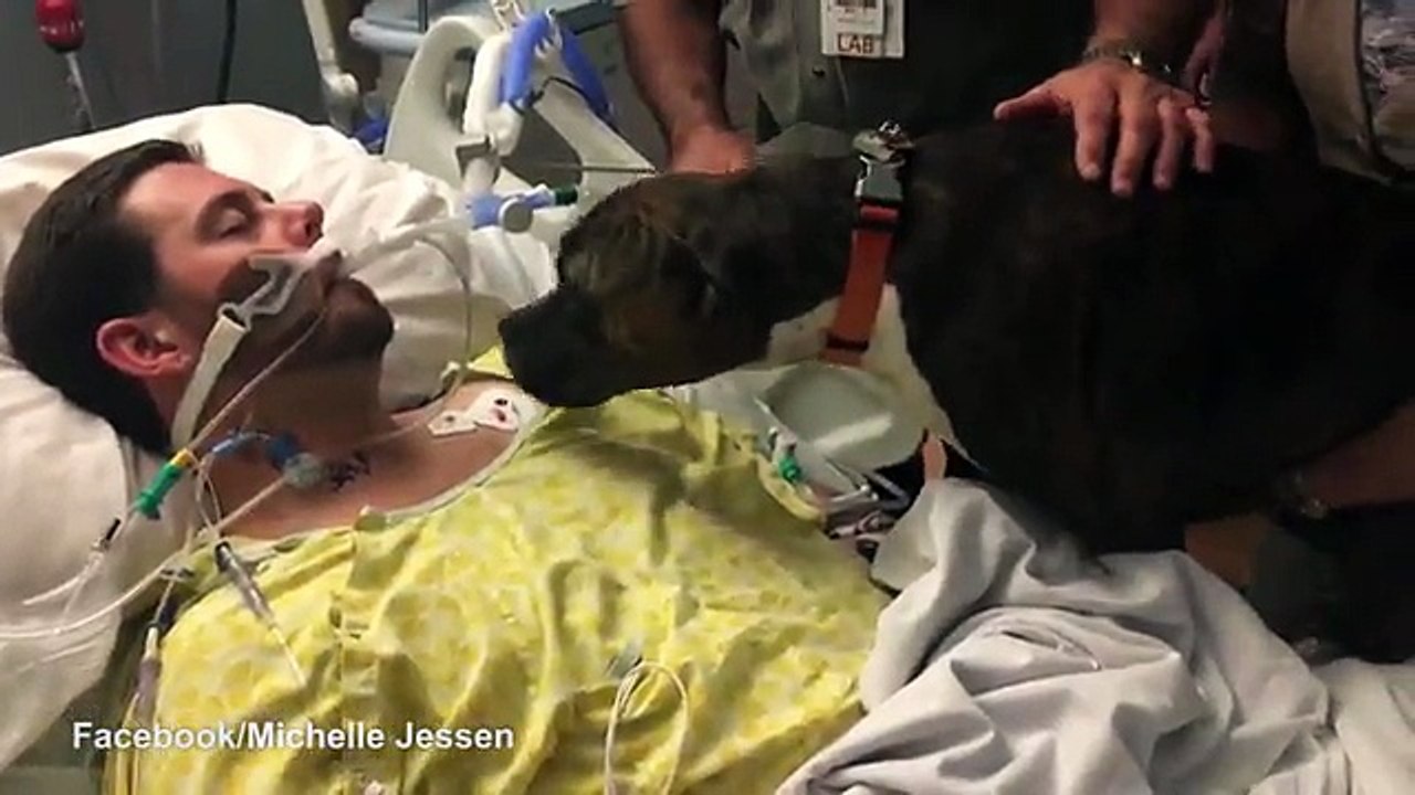 Un caine si-a luat „ramas bun” de la stapanul sau aflat pe moarte, la spital. Clipul a strans peste 8 milioane de vizual