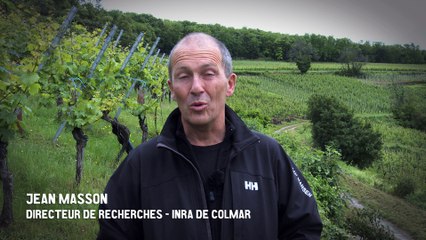 Jean Masson : Imaginer une méthode de travail collective