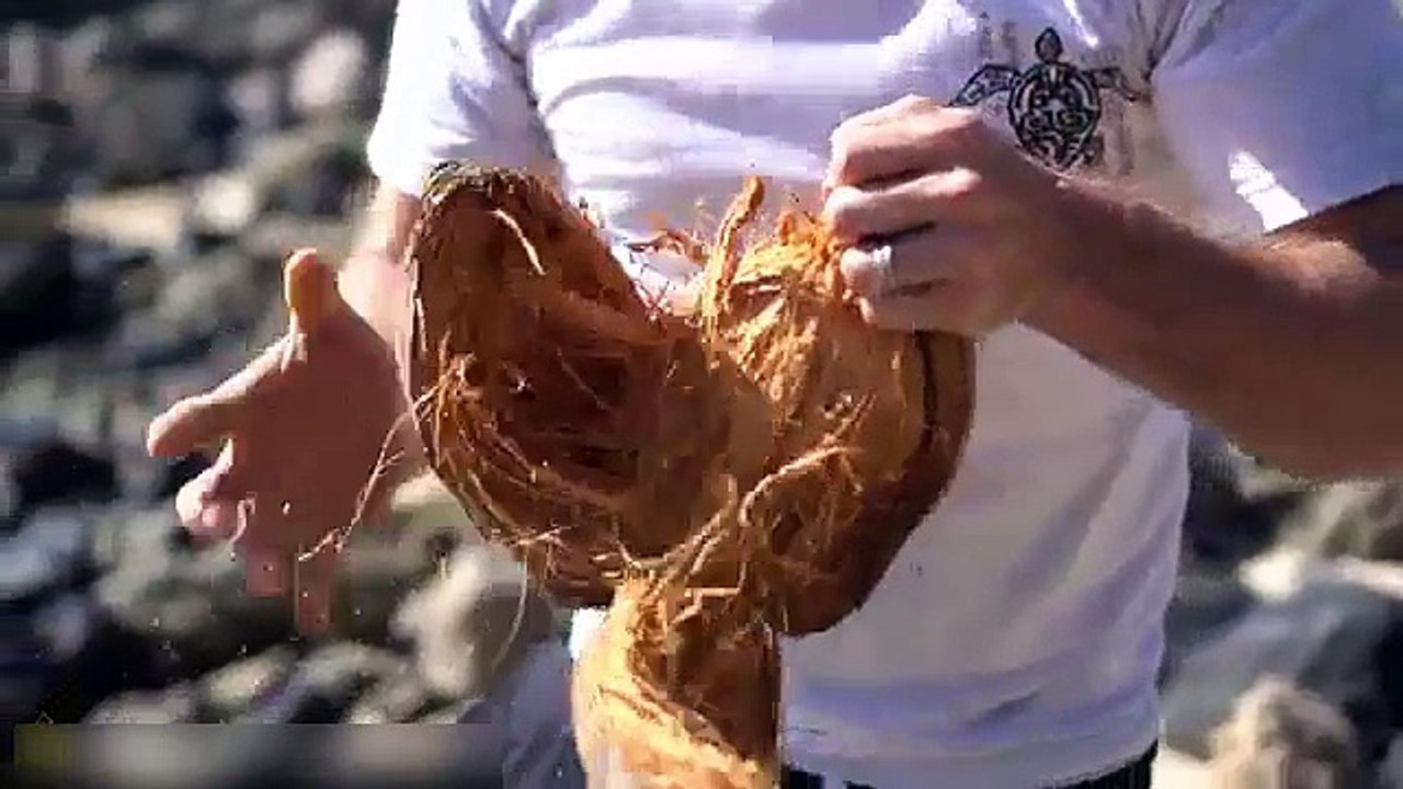 How To Open Coconuts Without Any Tools