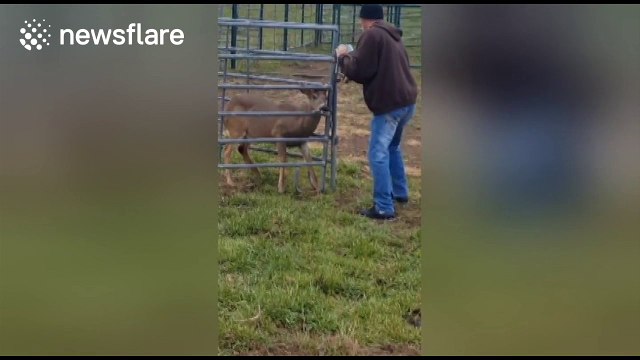 Man rescues deer stuck in fence