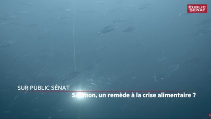 Documentaire - Saumon, un remède à la crise alimentaire ? (Bande-annonce)