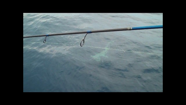 Huge Hammerhead Shark Up-Close Hubbards Marina | Deep Sea Fishing Trips Johns Pass FL | HubbardsMarina.com