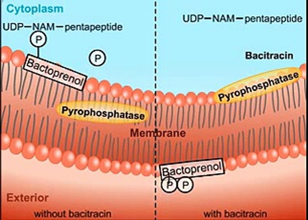 Antibiotics Cell Wall Inhibition HD Animation
