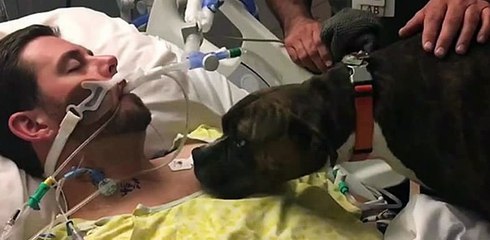 El último adiós de una perrita a su amo desahuciado