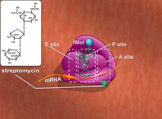 Antibiotics Protein Synthesis Inhibition