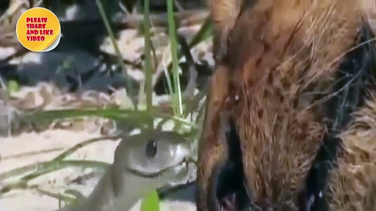 Top Cat vs Snake - Animals Attack