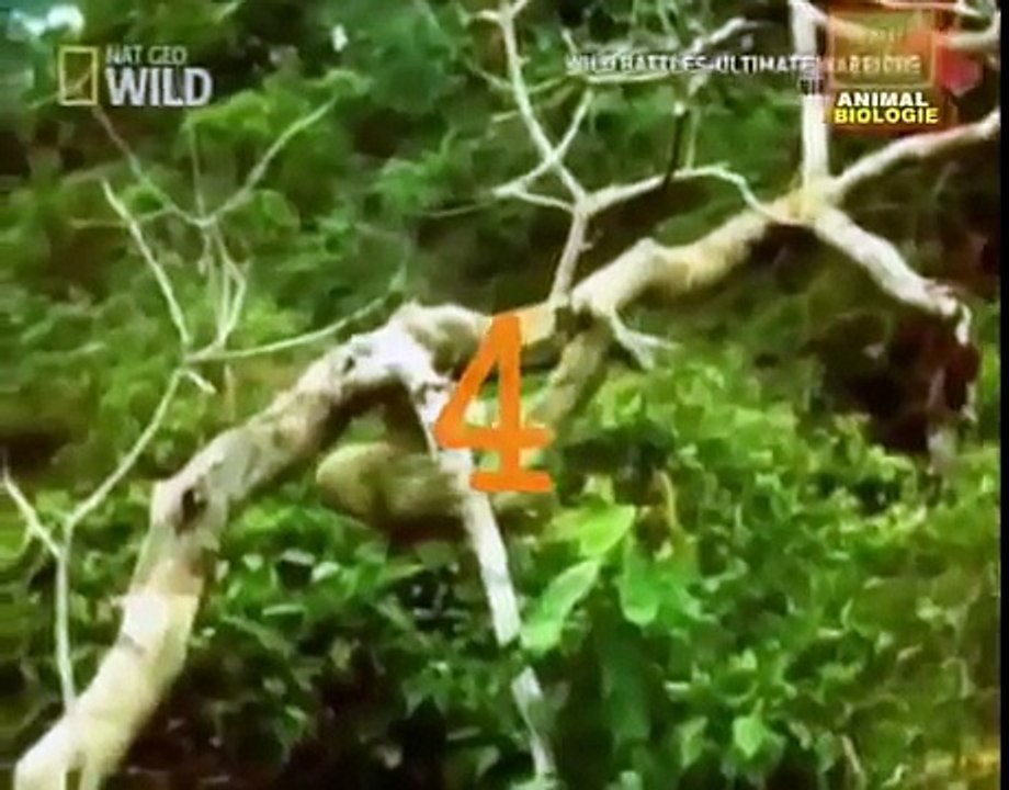Unbelievable Eagles Attacks   Fatal Attacks   video HD