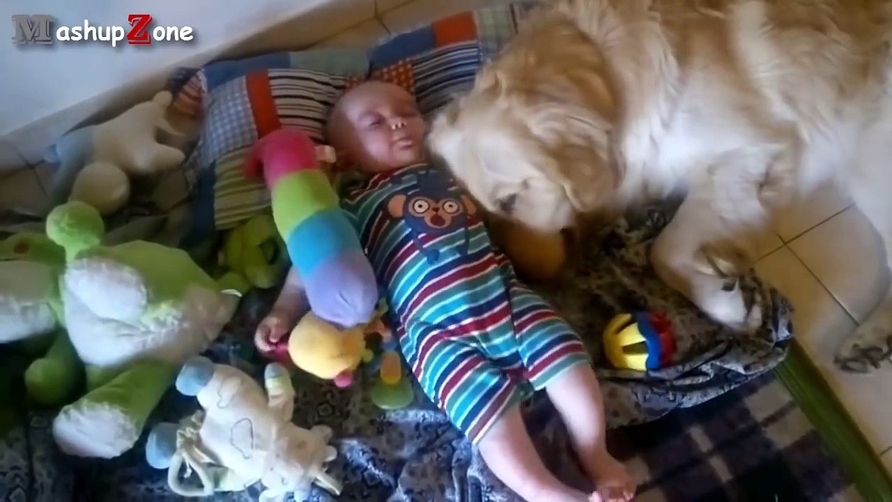 Best Of Funny Cats And Dogs Love Babies Compilation 2017